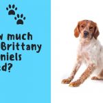 how much do Brittany spaniels shed