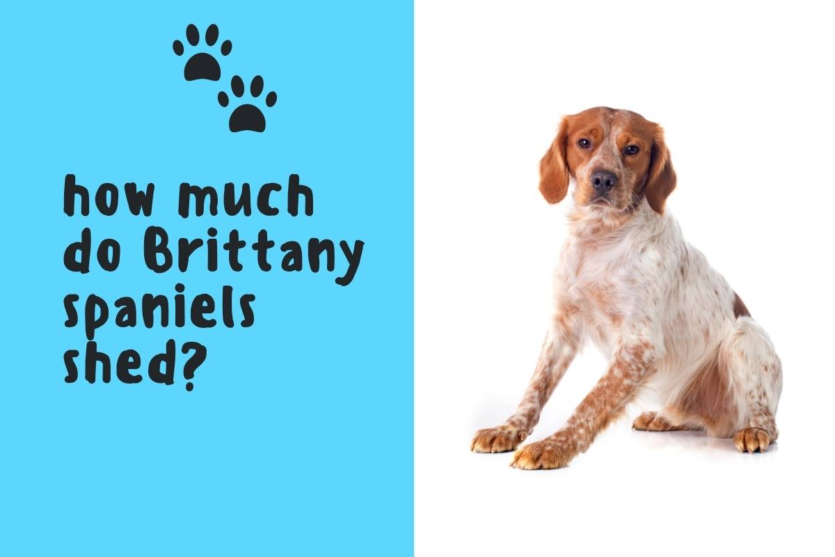 how much do Brittany spaniels shed