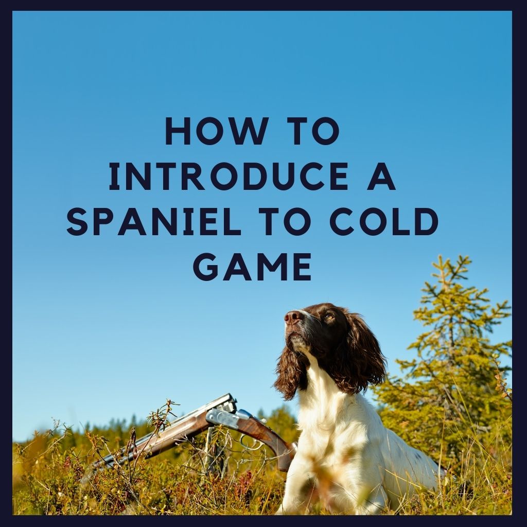 How to introduce a spaniel to cold game. The best way