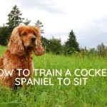 how to train a cocker spaniel to sit