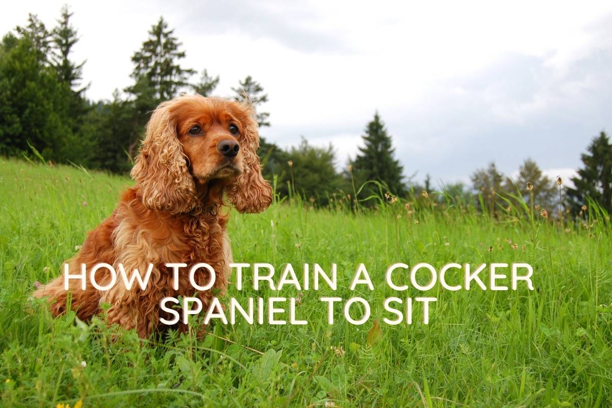 how to train a cocker spaniel to sit