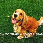 how to train a cocker spaniel to stay