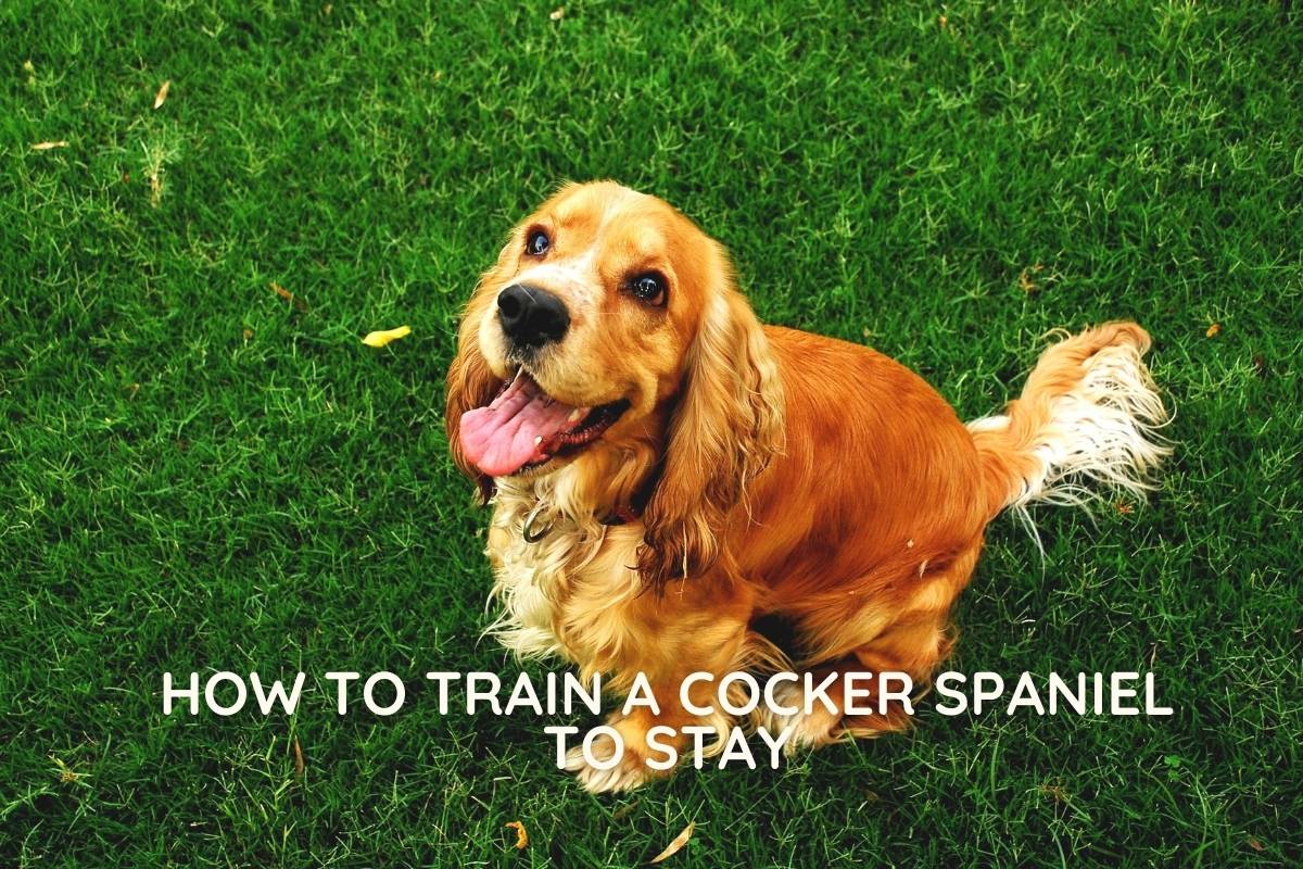 How to train a Cocker spaniel to stay