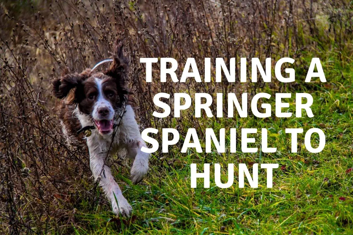 training a springer spaniel to hunt