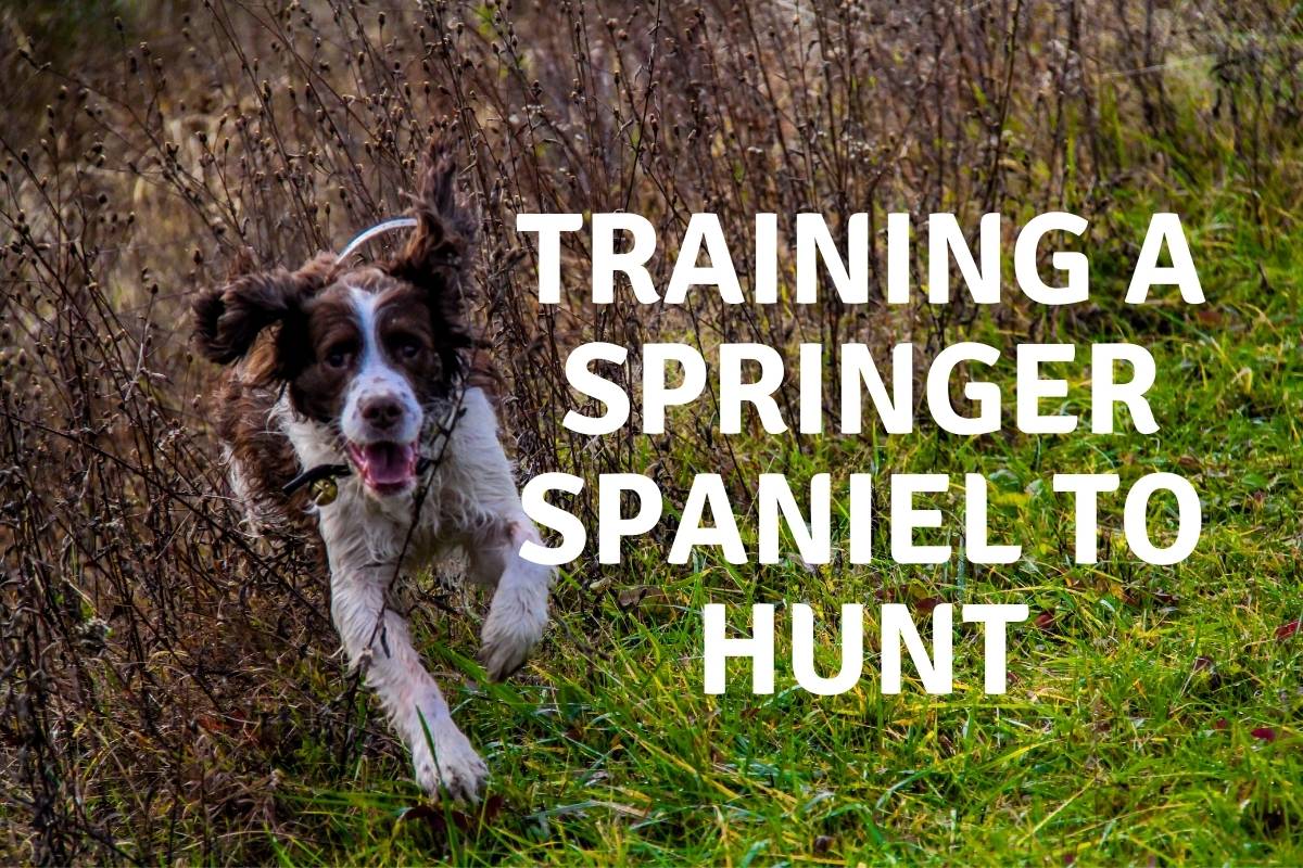 Training a Springer spaniel to hunt the easy way