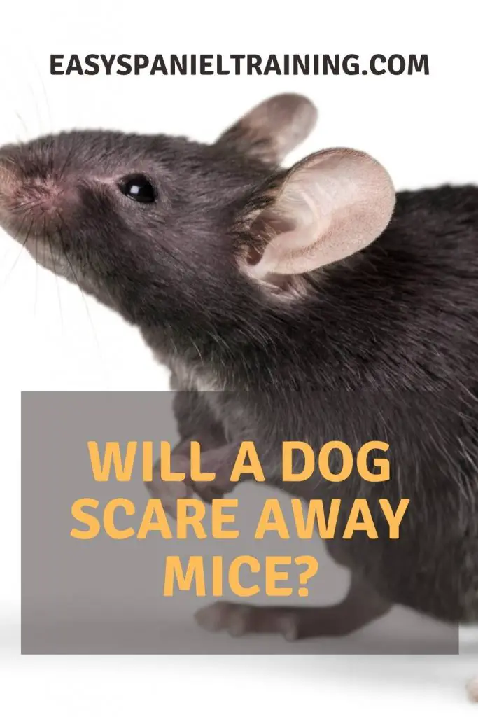 will a dog scare away mice