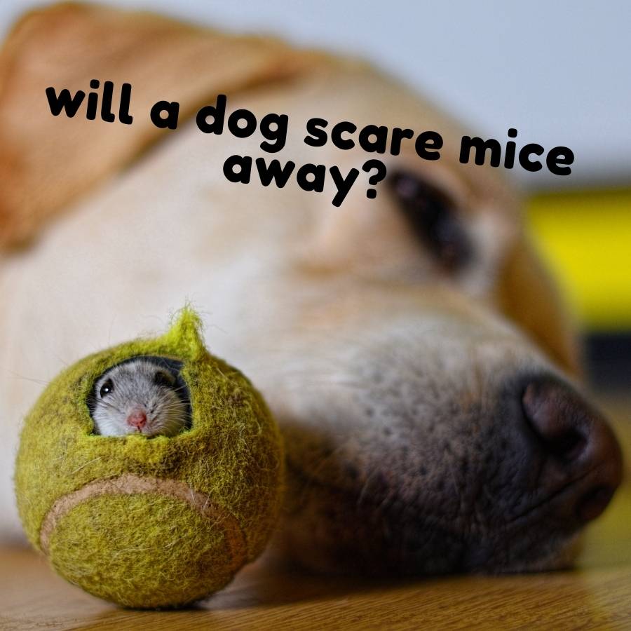 will a dog scare mice away