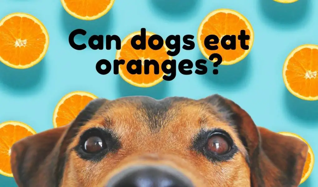 Can dogs eat oranges