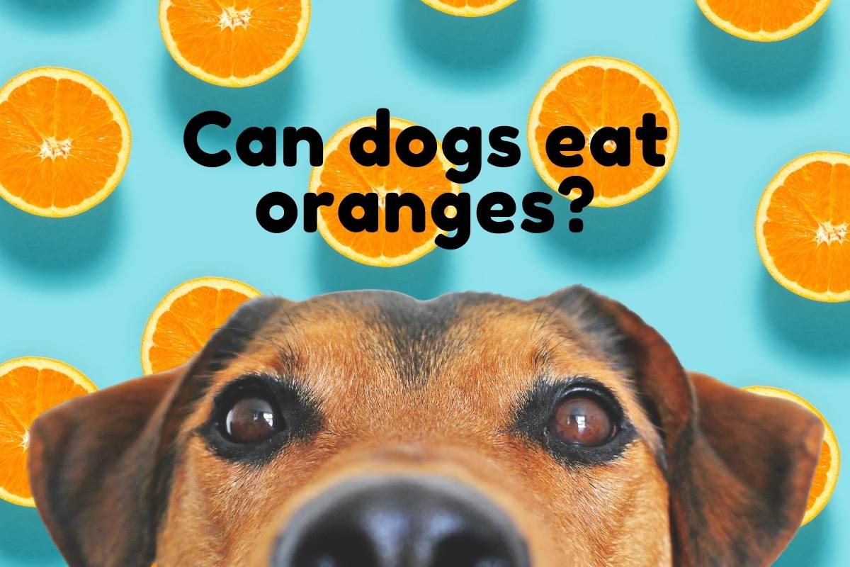 Can dogs eat oranges