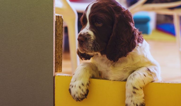 Springer Spaniel Puppy Training - The How To Guide - Easy Spaniel Training