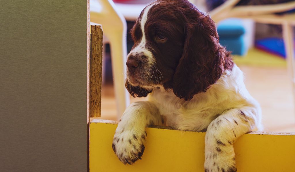 Springer spaniel puppy training