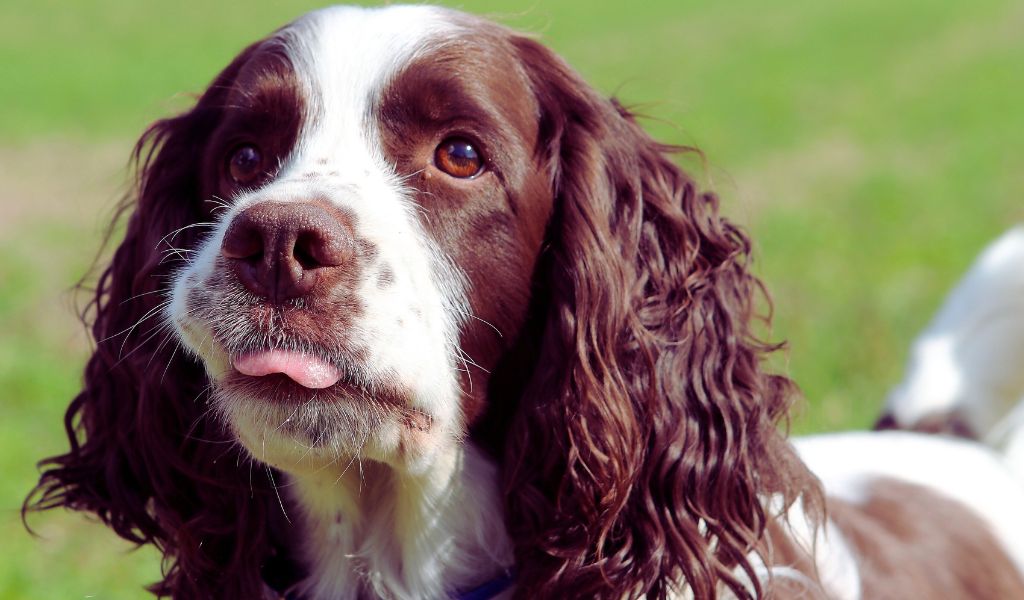 Springer spaniel puppy training - the how to guide