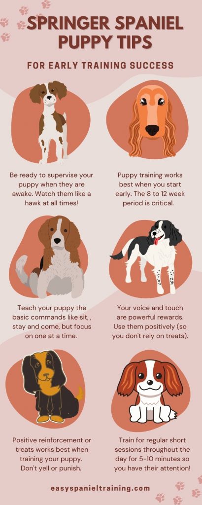springer spaniel puppy training