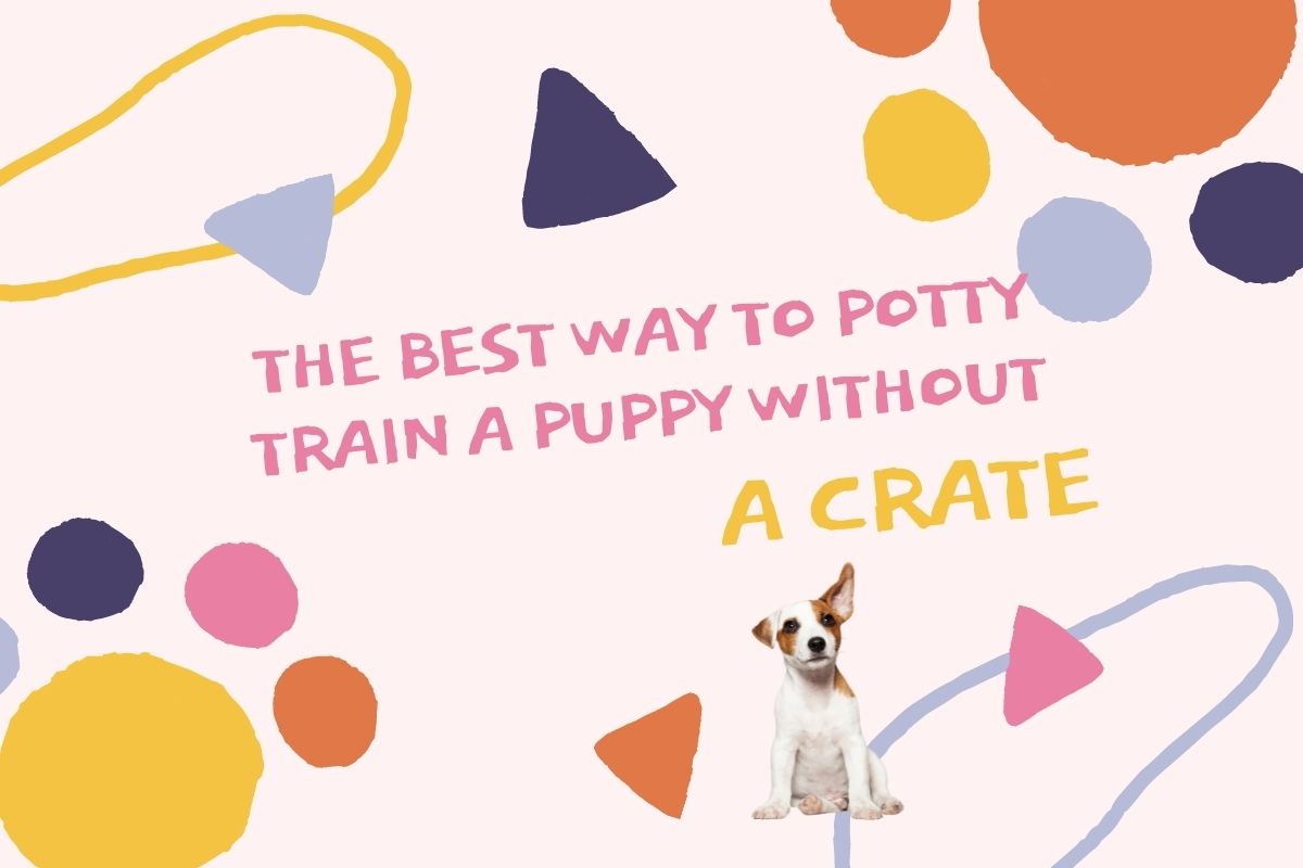 The best way to potty train a puppy without a crate