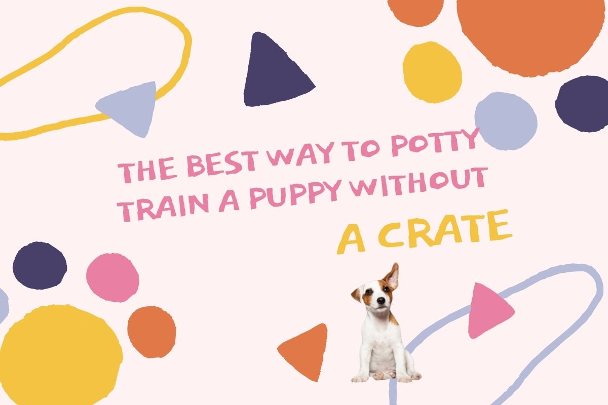 the-best-way-to-potty-train-a-puppy-without-a-crate-easy-spaniel-training