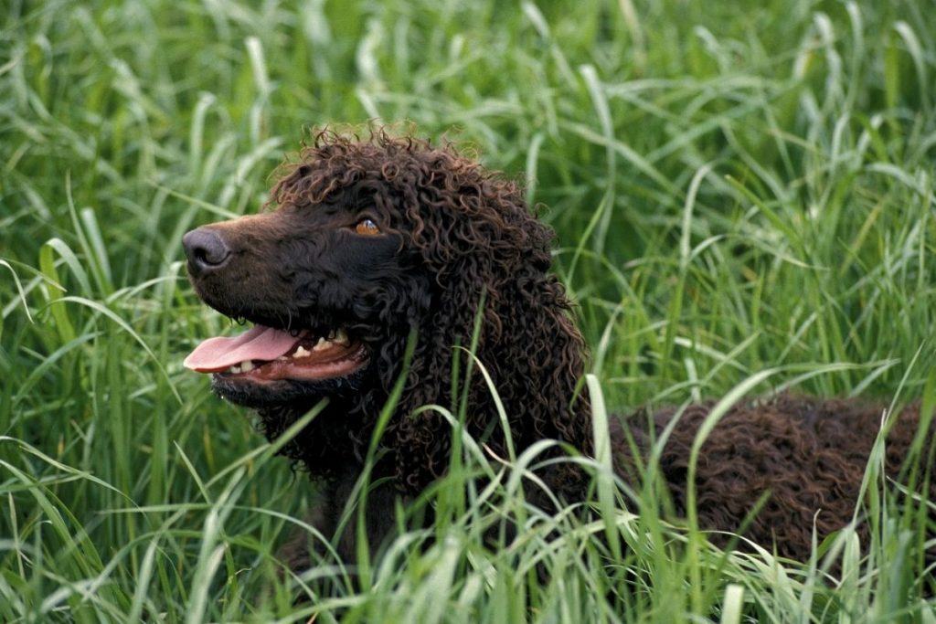 what is an irish water spaniel