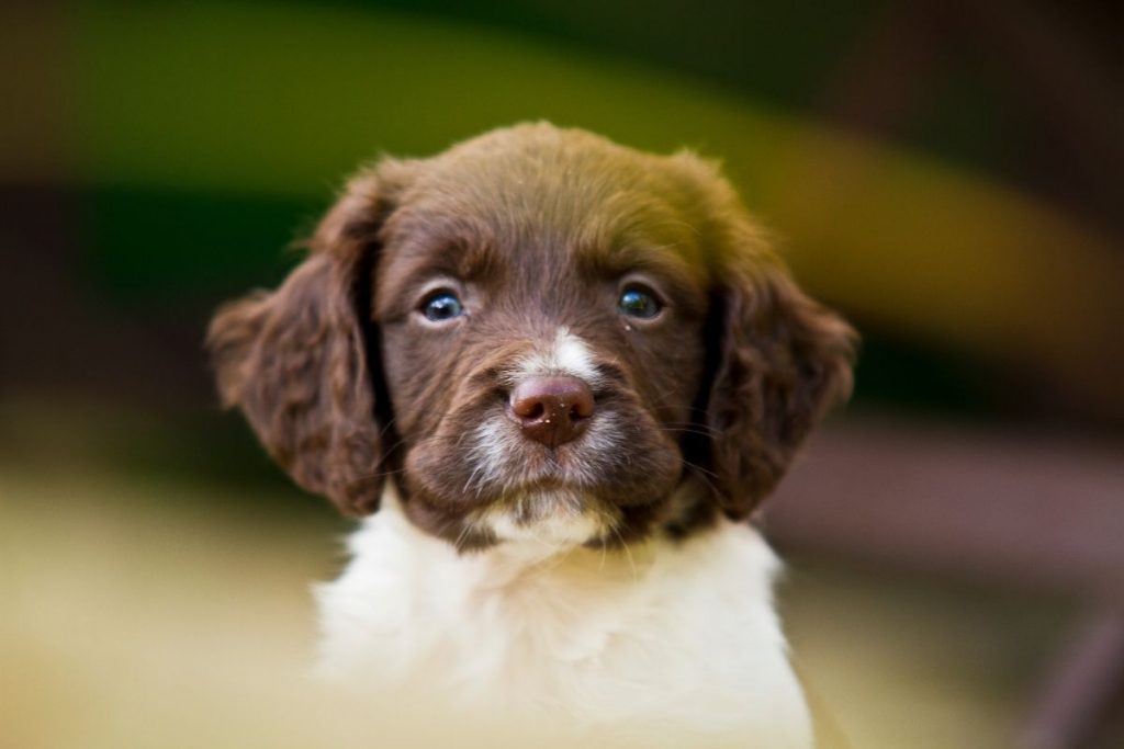 how to train a springer spaniel puppy