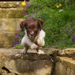 Springer spaniel puppy training