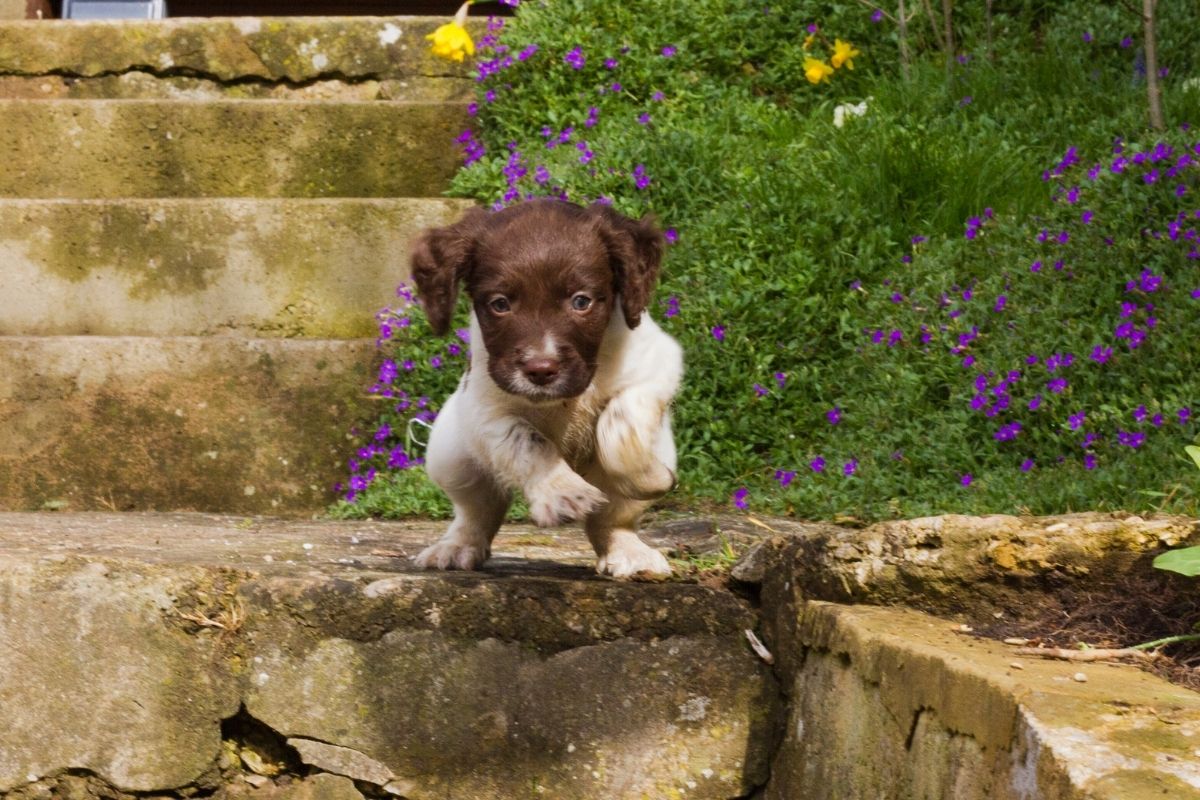 Springer spaniel puppy training