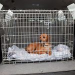 should i crate my dog in the car