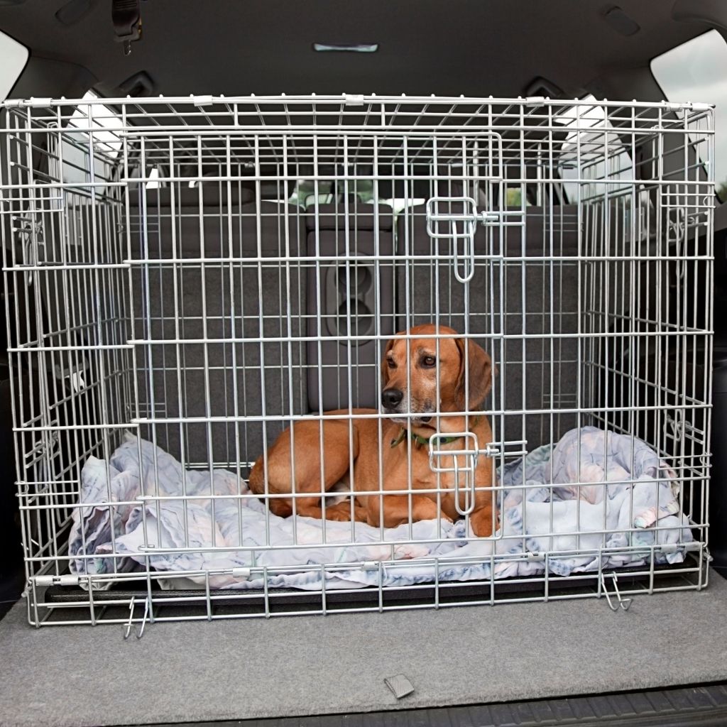 Should I crate my dog in the car?