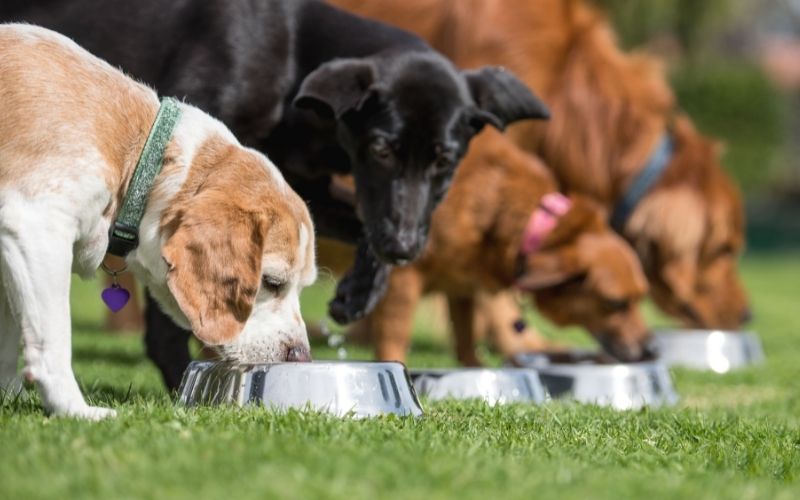 What do dogs love to eat? Foods that are irresistible to dogs.