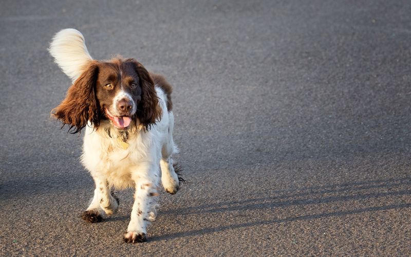 springer spaniel puppy training