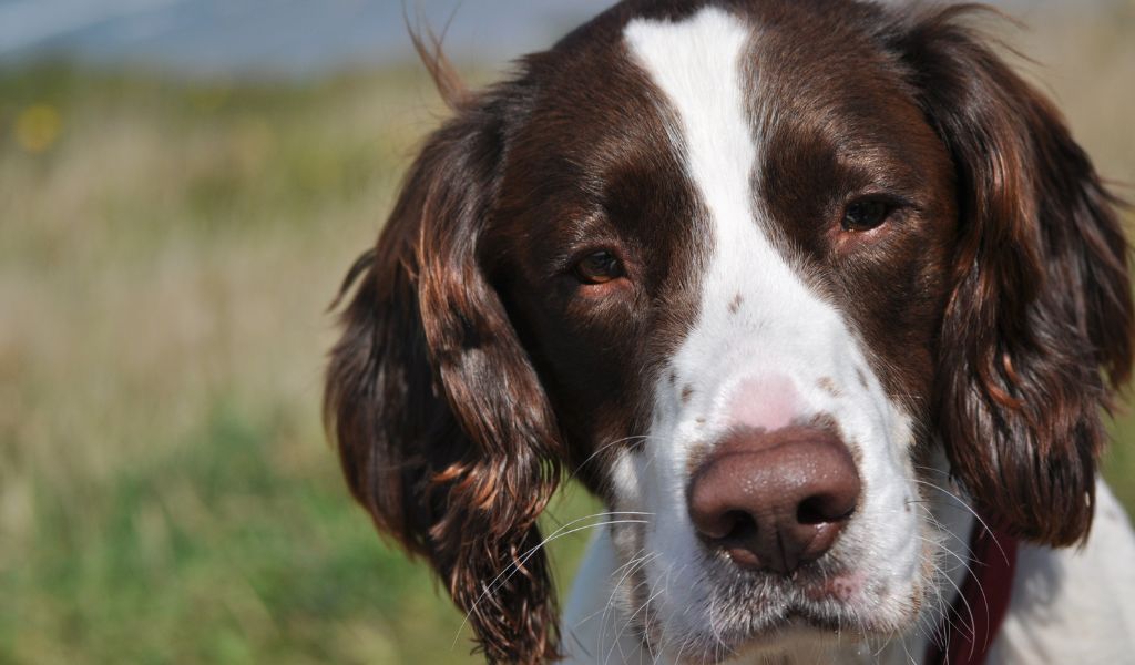 What is the difference between a Springer spaniel and a Cocker spaniel?