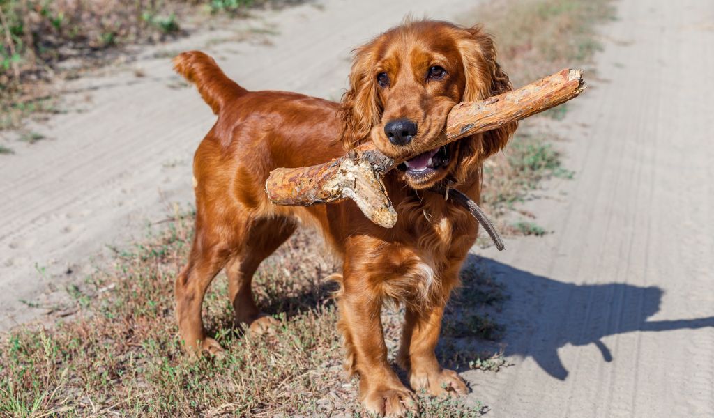 What is the difference between a Springer spaniel and a Cocker spaniel?