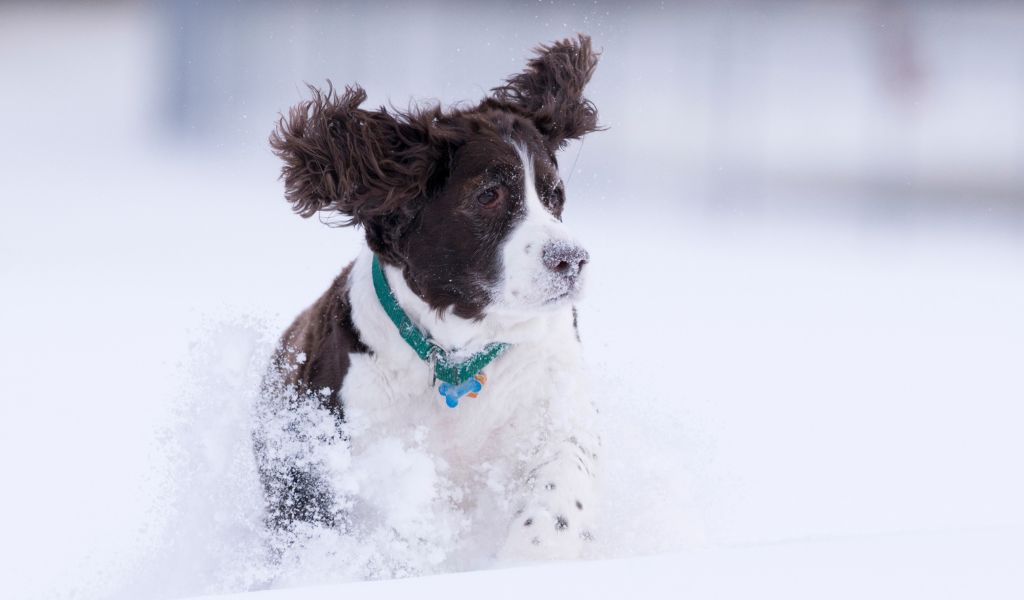 How to Get a Springer Spaniel to Calm Down