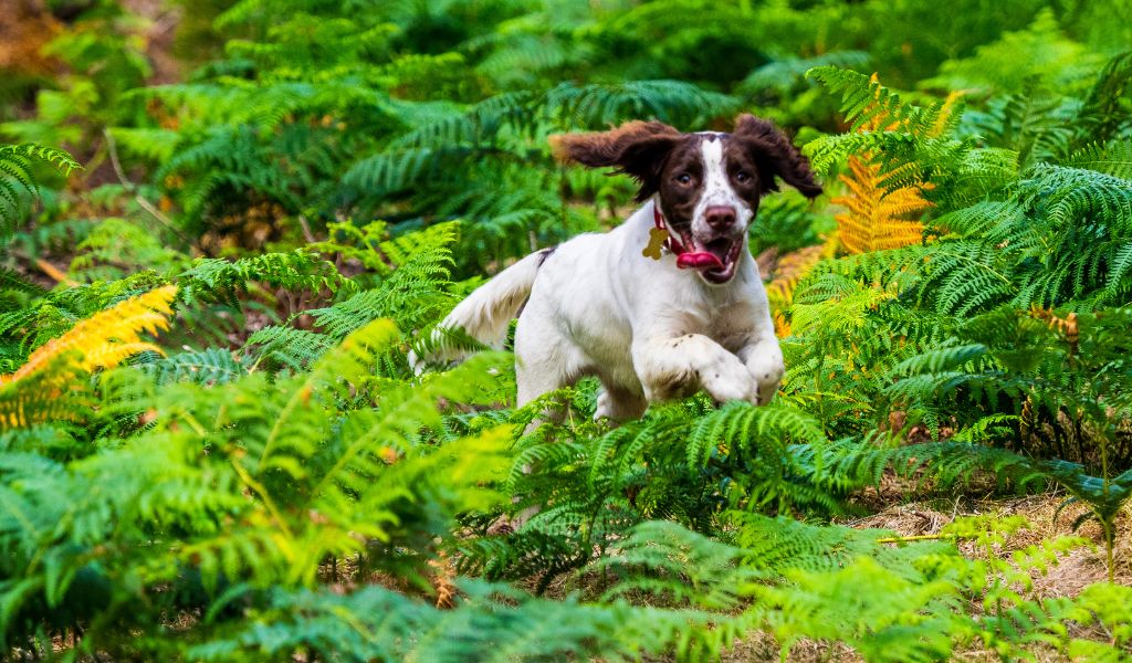 how to deal with a spaniel that won't come back