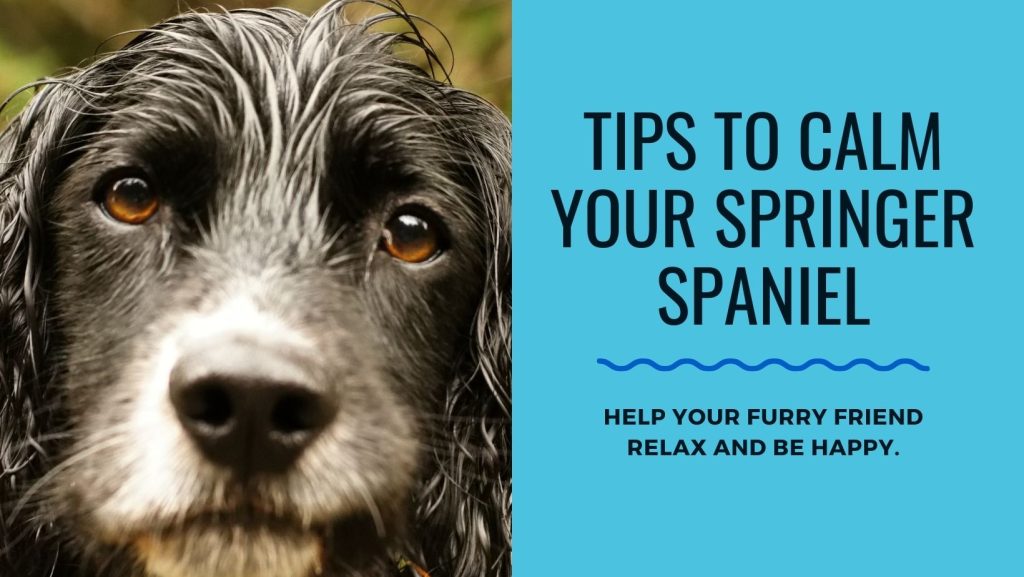 how to get a springer spaniel to calm down