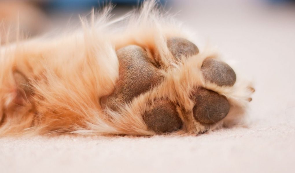 What does it mean when a dog puts his paw on you? Easy Spaniel Training