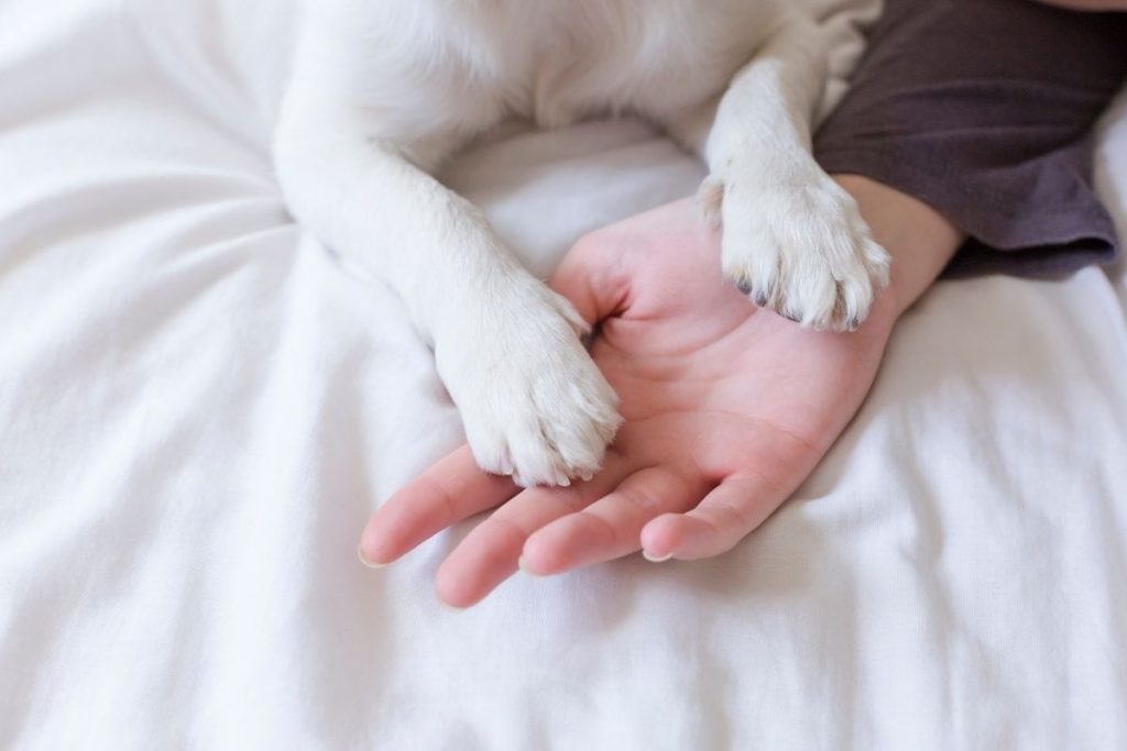 what does it mean when a dog puts his paw on you