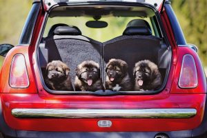 what is the safest way to transport a dog in a car