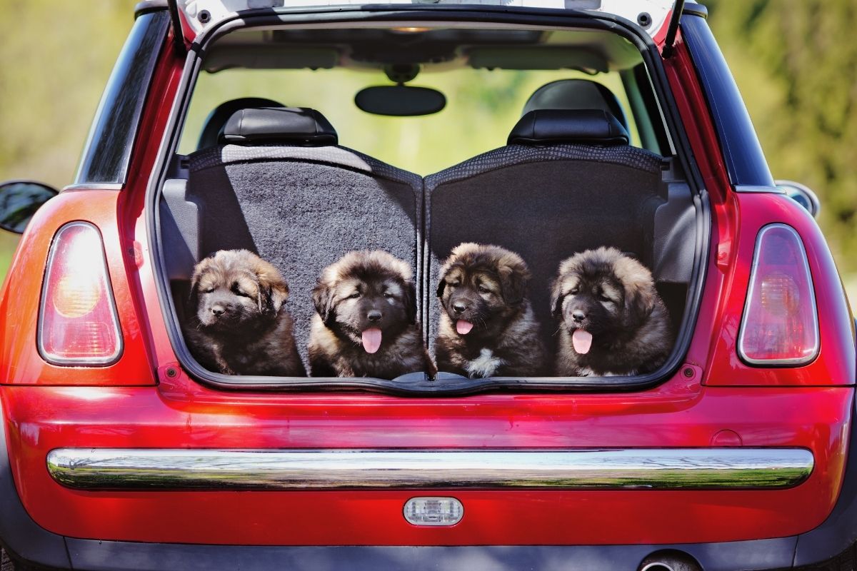 What is the safest way to transport a dog in a car?