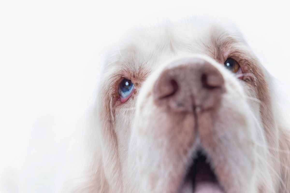 do clumber spaniels shed hair