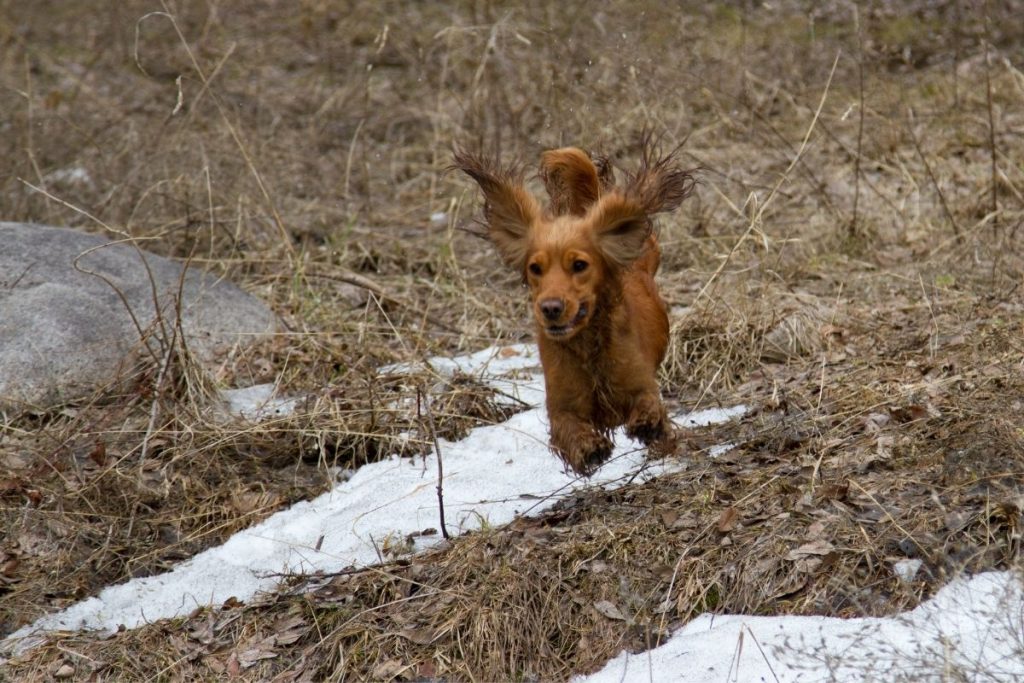 how to deal with a spaniel that won't return when called