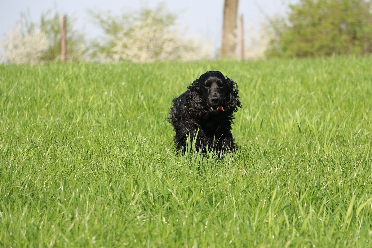 how to deal with a spaniel that won't return when called