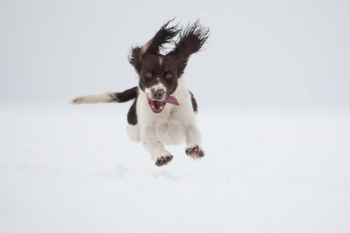 how do i get my springer spaniel to calm down