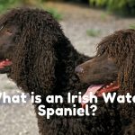 What is an Irish Water Spaniel