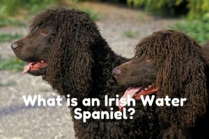 What is an Irish Water Spaniel