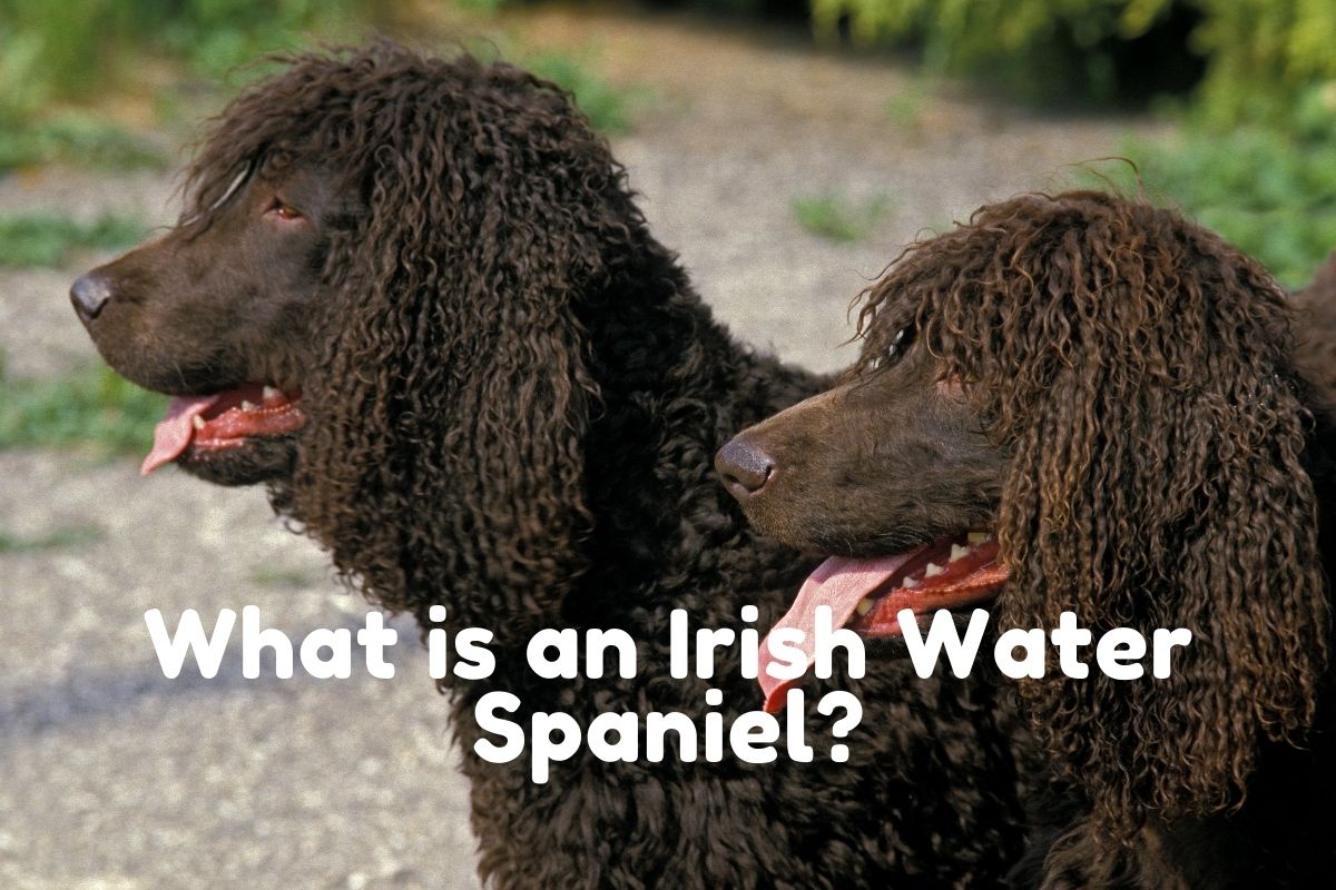 What is an Irish Water Spaniel