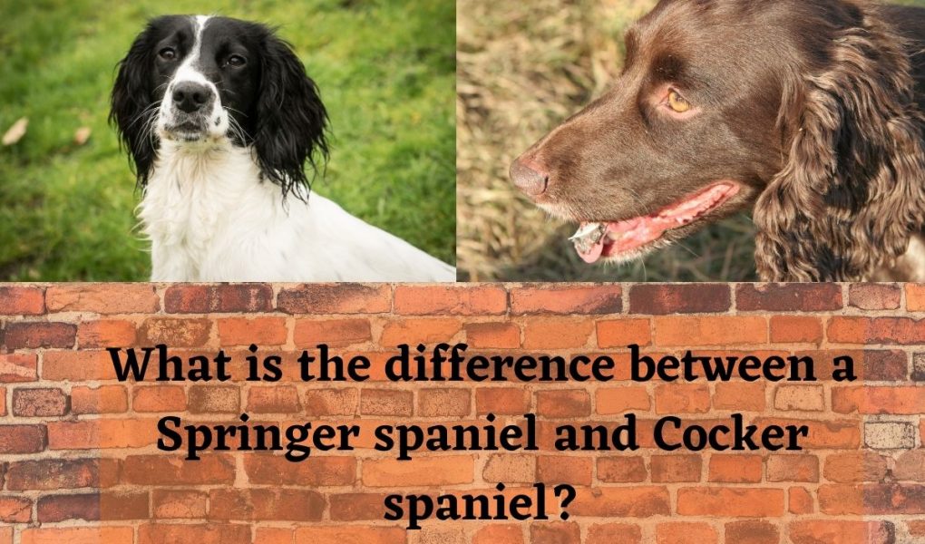 What is the difference between a Springer spaniel and a Cocker spaniel
