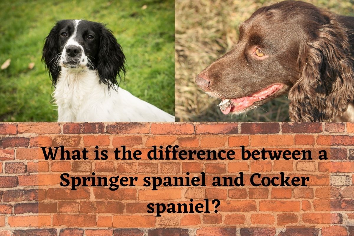 What is the difference between a Springer spaniel and a Cocker spaniel?