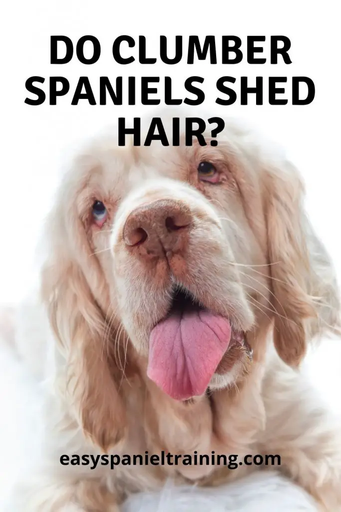do clumber spaniels shed hair