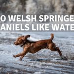 do welsh springer spaniels like water