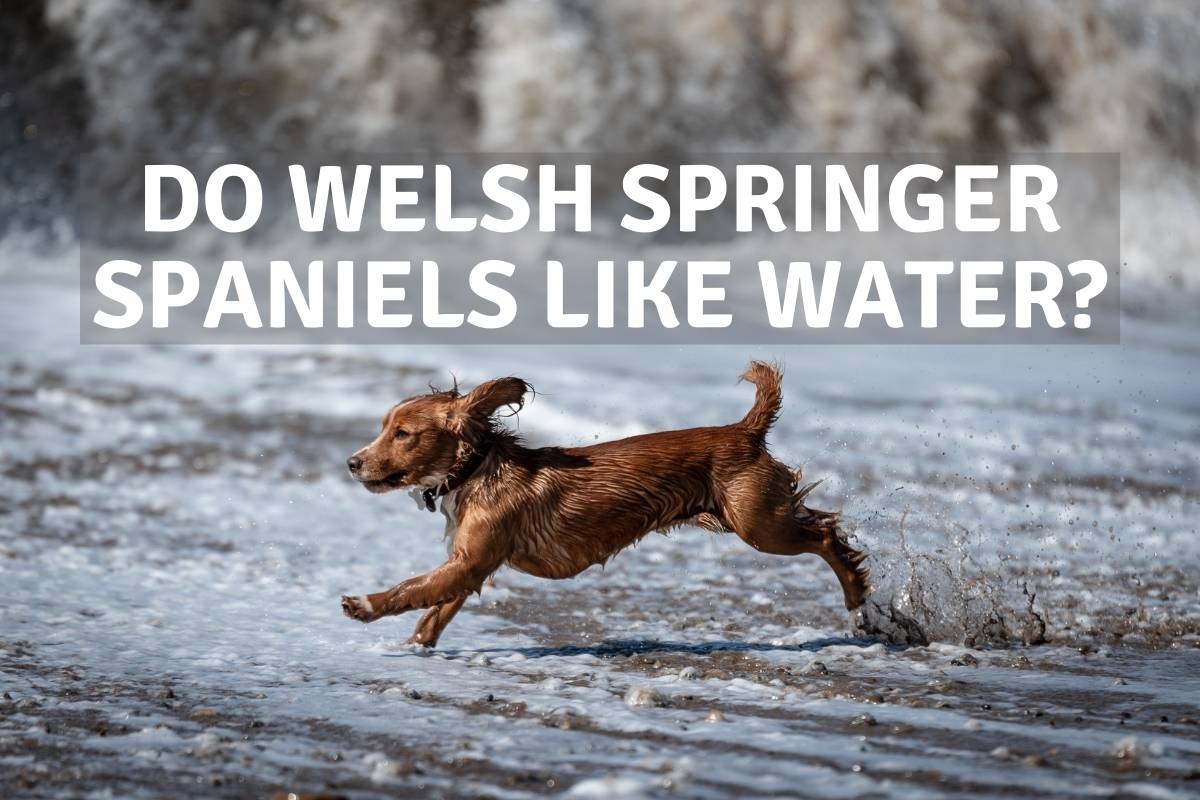 do welsh springer spaniels like water