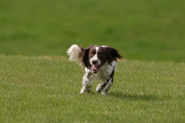 how to train a springer spaniel puppy