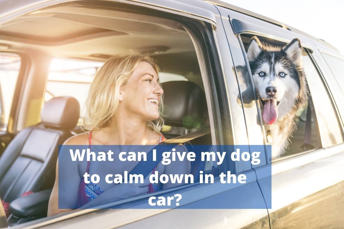 What can I give my dog to calm down in the car?